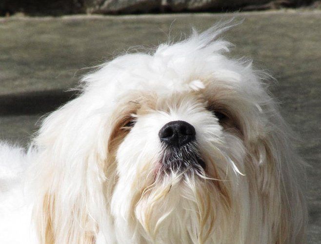 glenmore estate kennels white haired dog