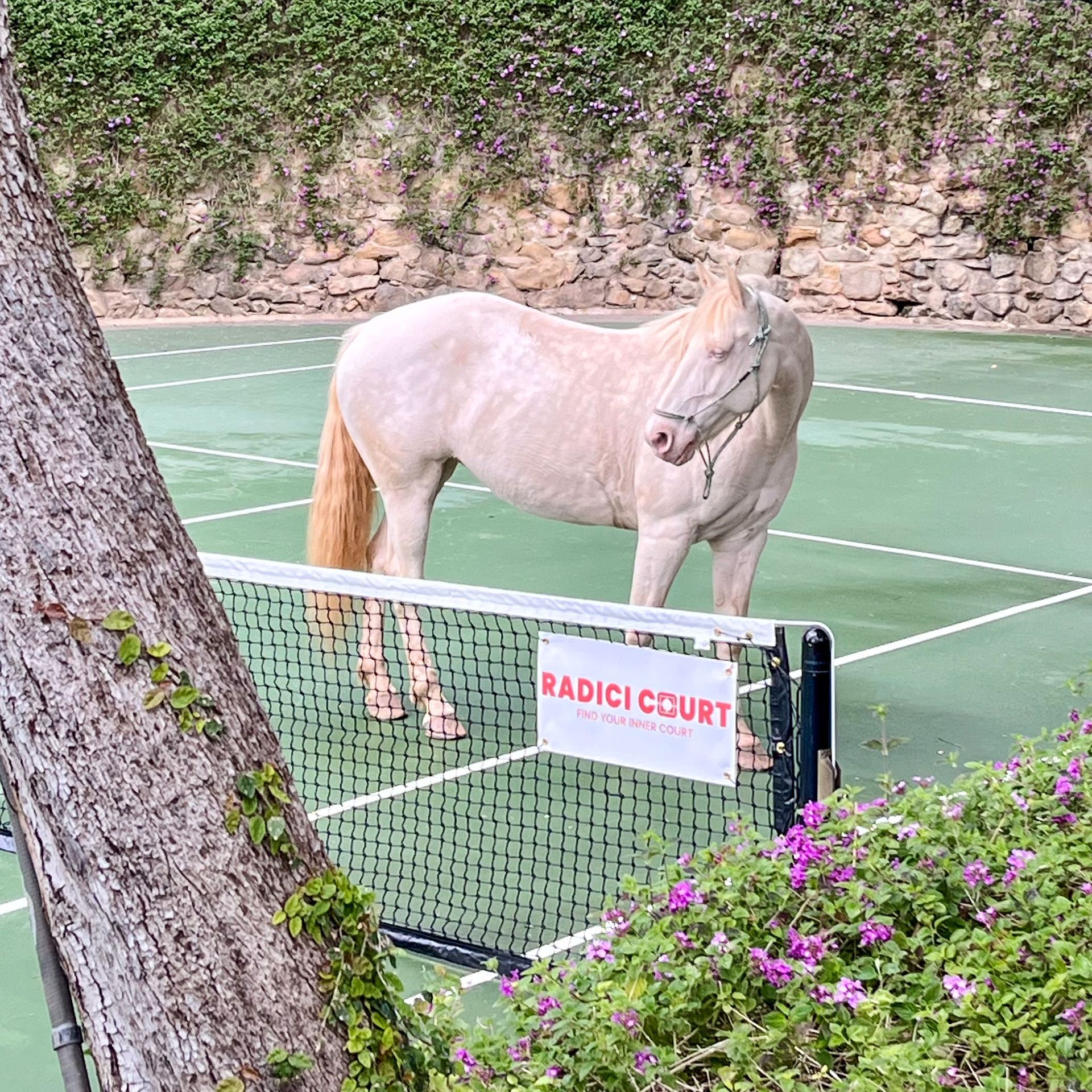 Radici Court mindfulness meditation session tennis