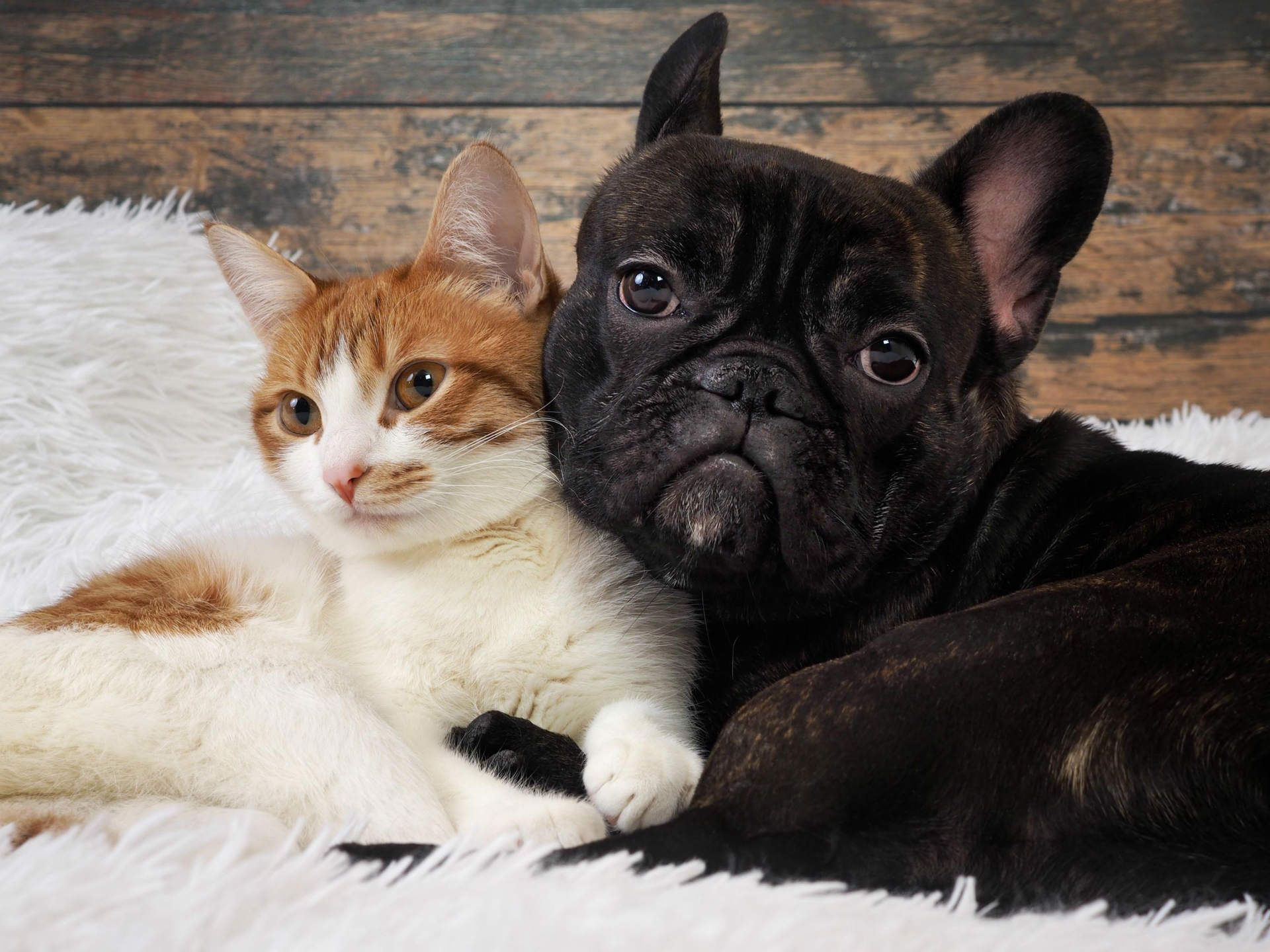 Cat and black French bulldog snuggle on white fluffy blanket.