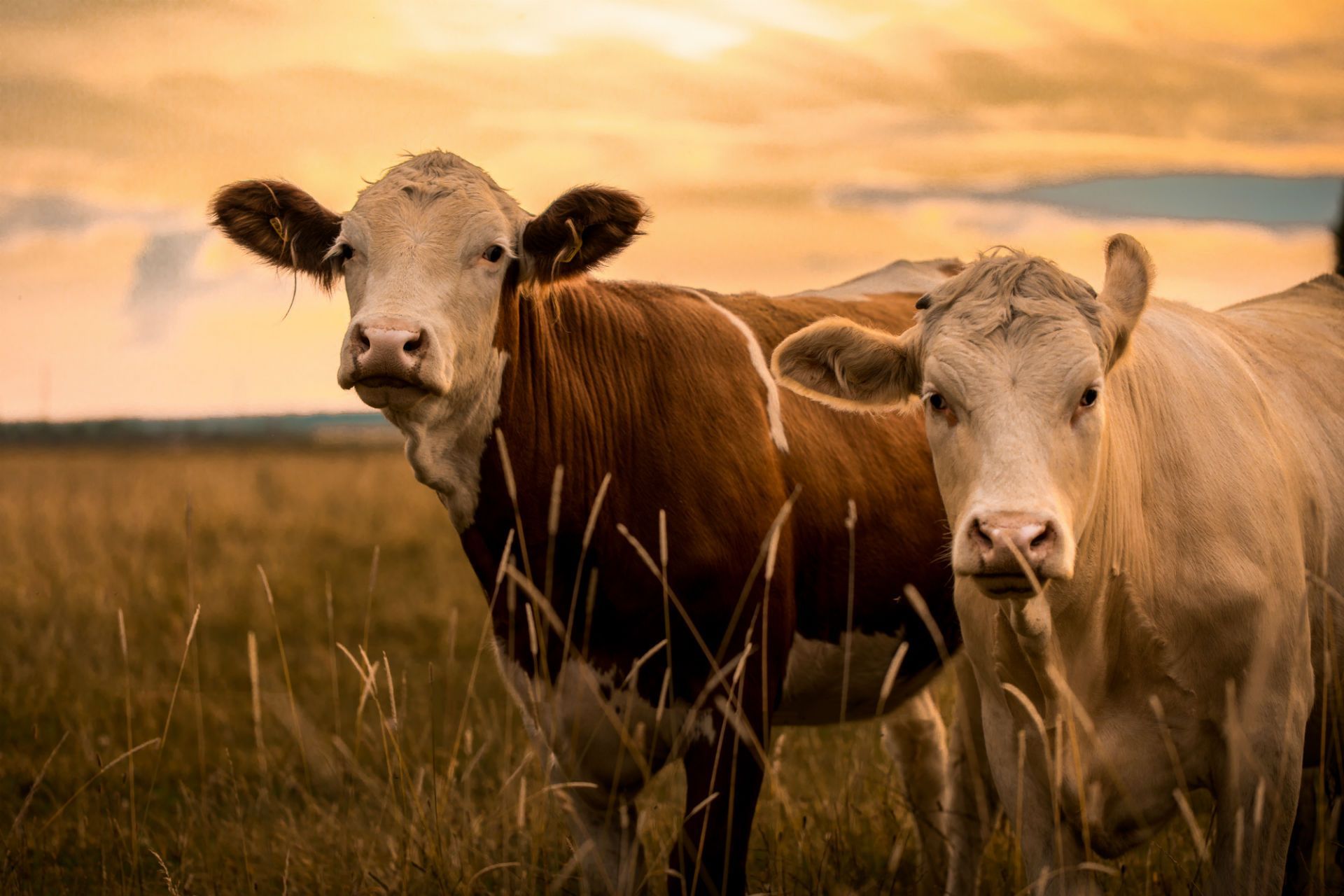 Two cows in a field at sunset; one brown, one beige, with tall grass, and a golden sky.