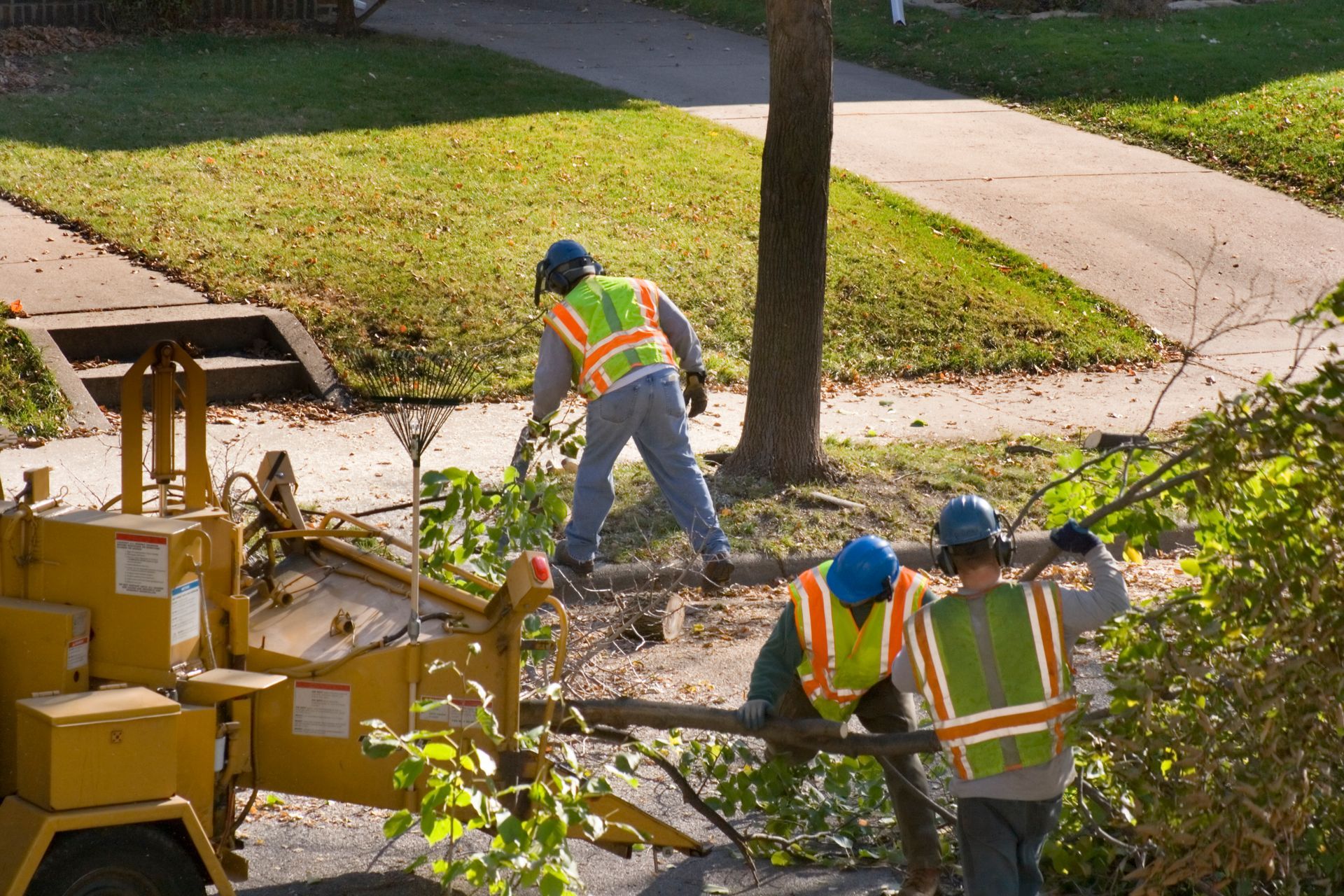 A group of men are working on a tree in a yard.