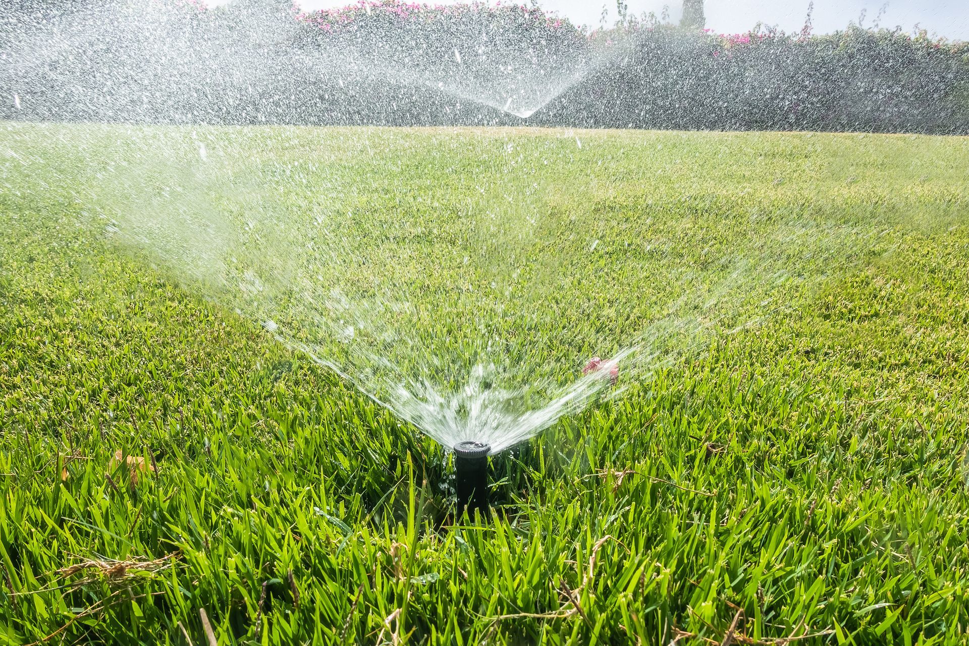 A sprinkler is spraying water on a lush green lawn.
