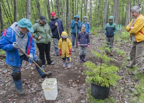 A group of people are planting trees in the woods.