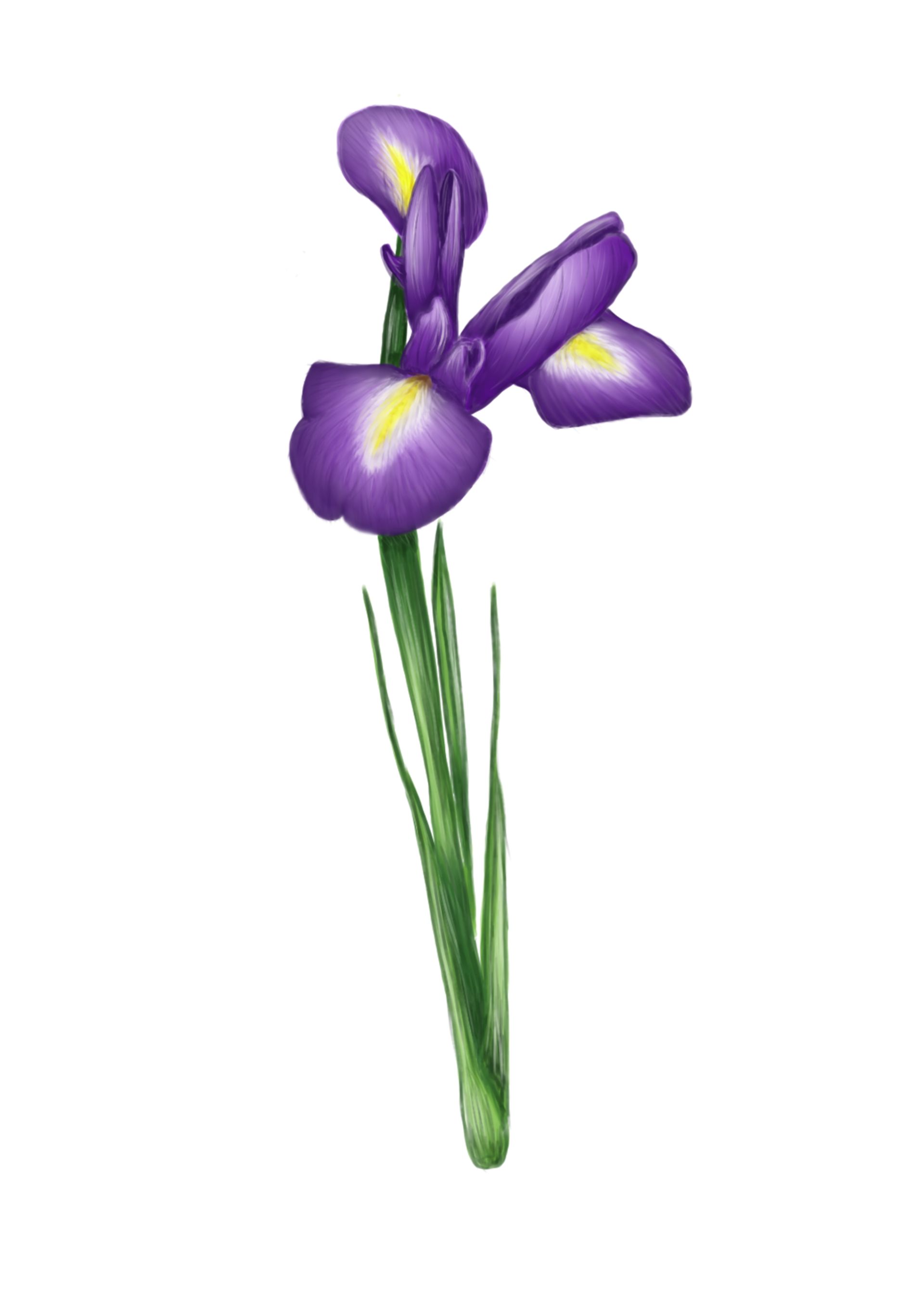 Paarse irisbloem met gele accenten, groene steel.