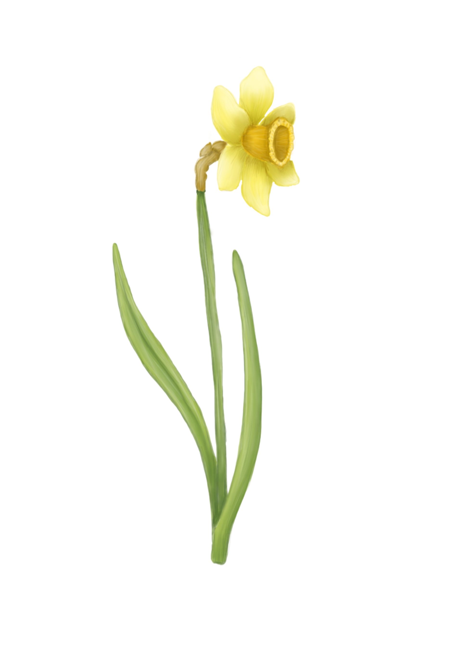 Gele narcis met groene stengel en bladeren op een witte achtergrond.