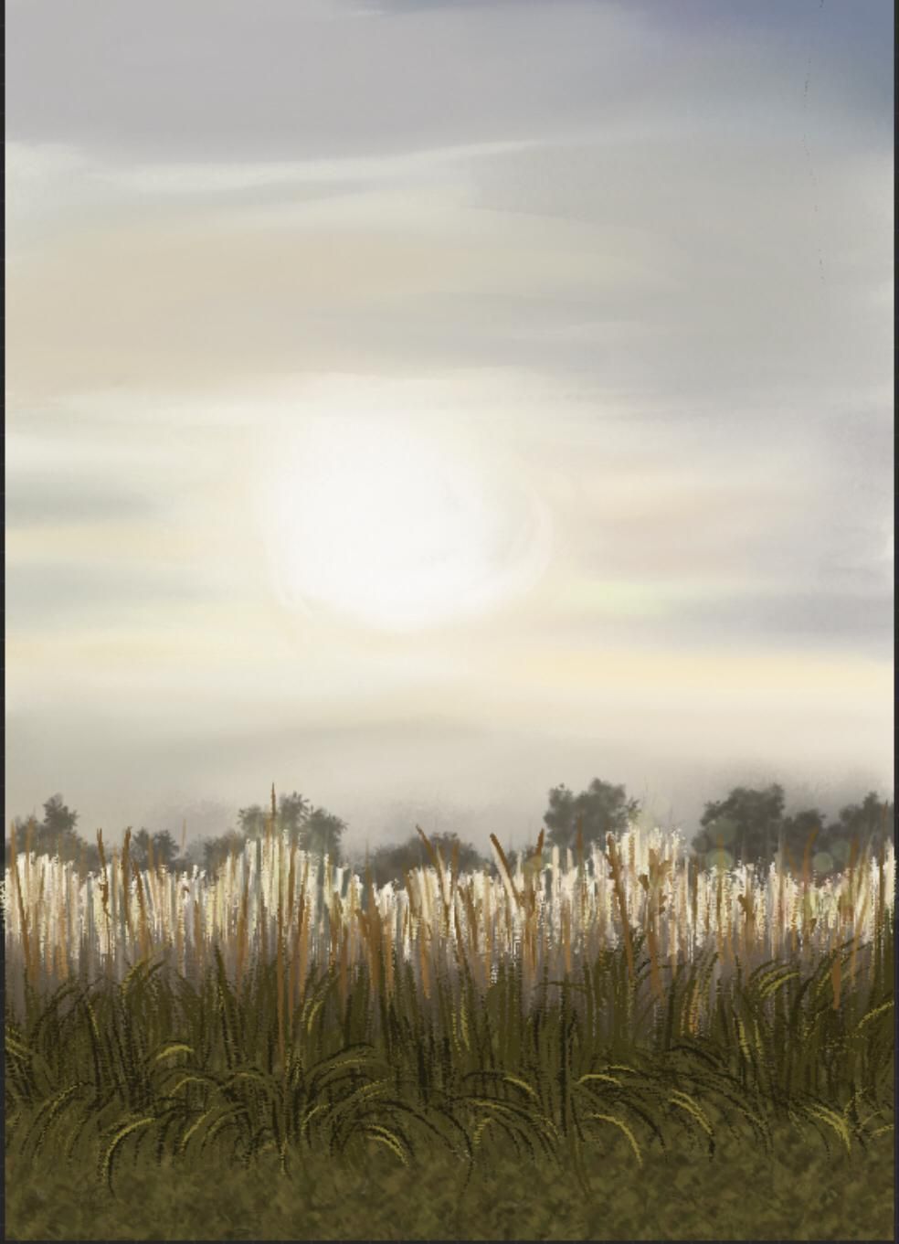 Een veld met hoog gras onder een felle, mistige zon, met bomen aan de horizon.