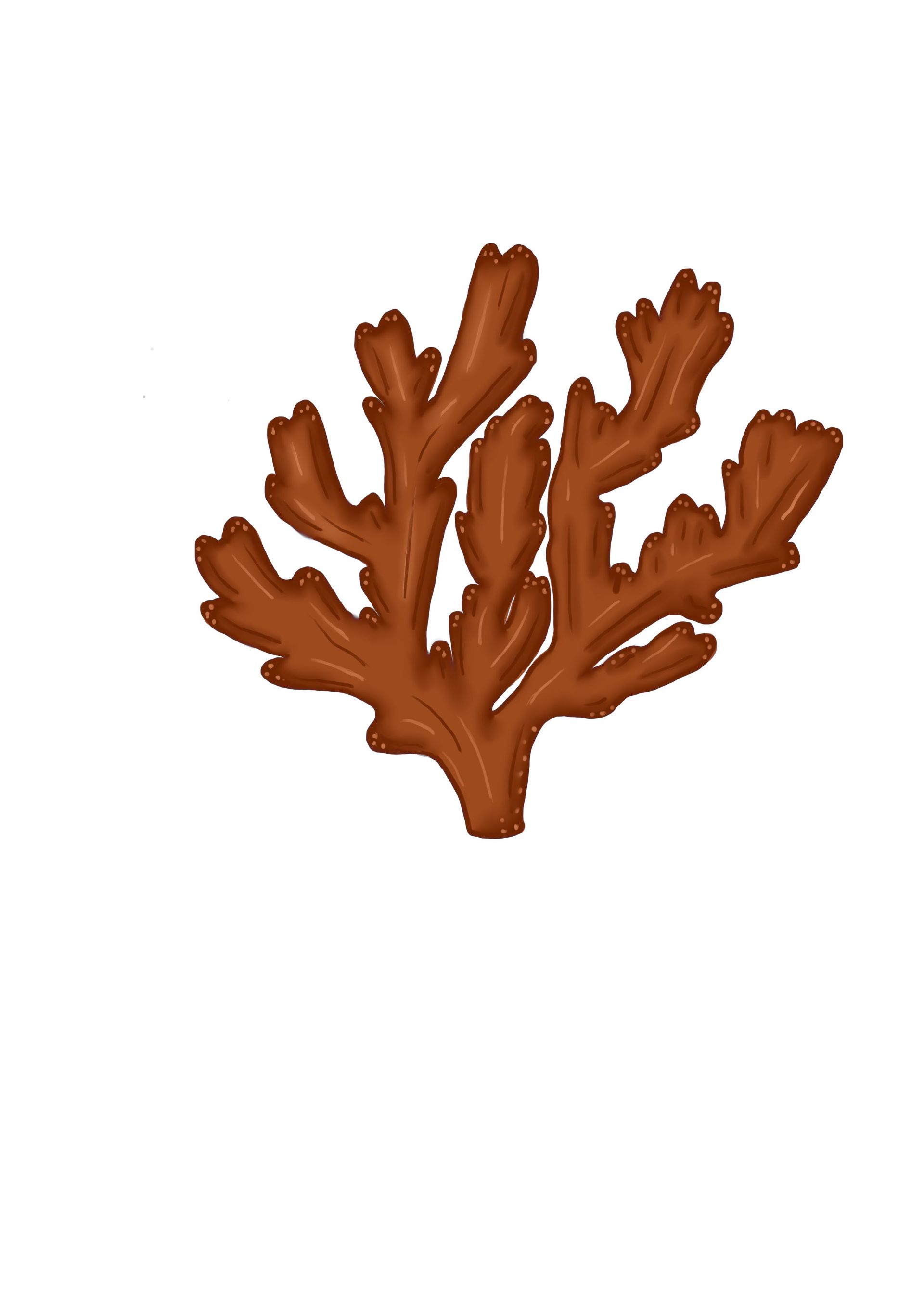 Bruine koraalachtige plant tegen een witte achtergrond.