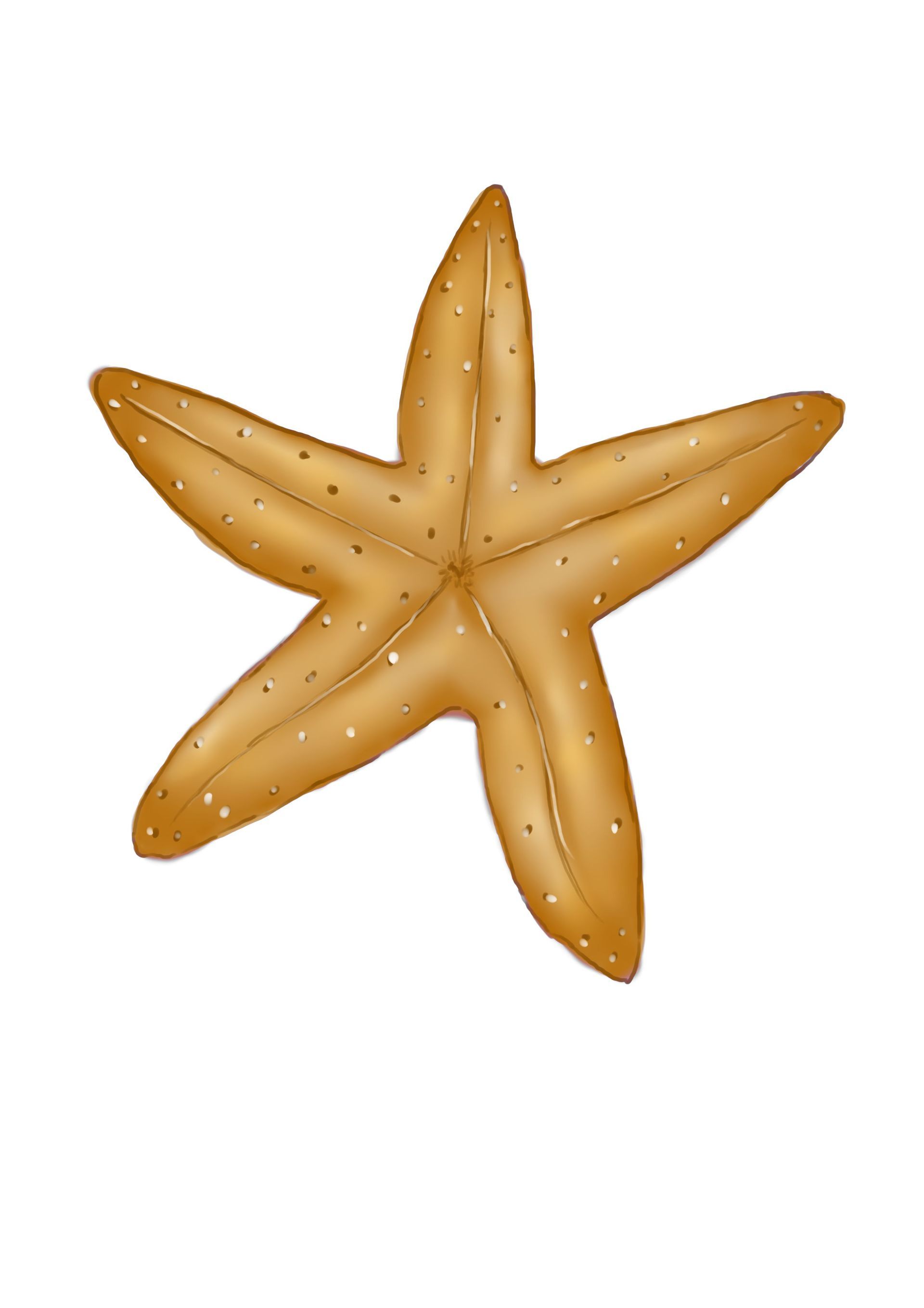 Bruine zeester op witte achtergrond.