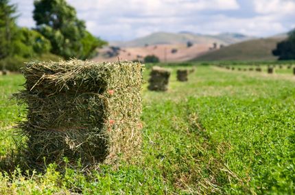 Alfalfa Hay | Glen Rock, PA | Mumsey Farms and Hay Sales
