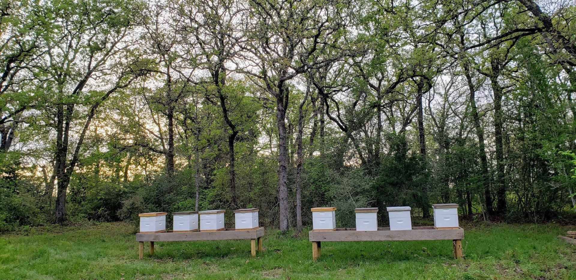 A row of beehives sitting on wooden benches in a field.