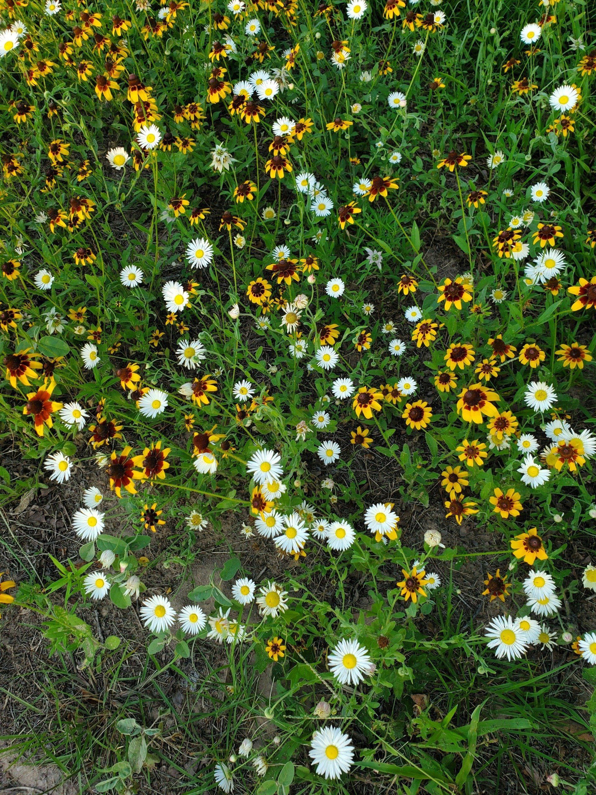 A field of yellow and white daisies and sunflowers