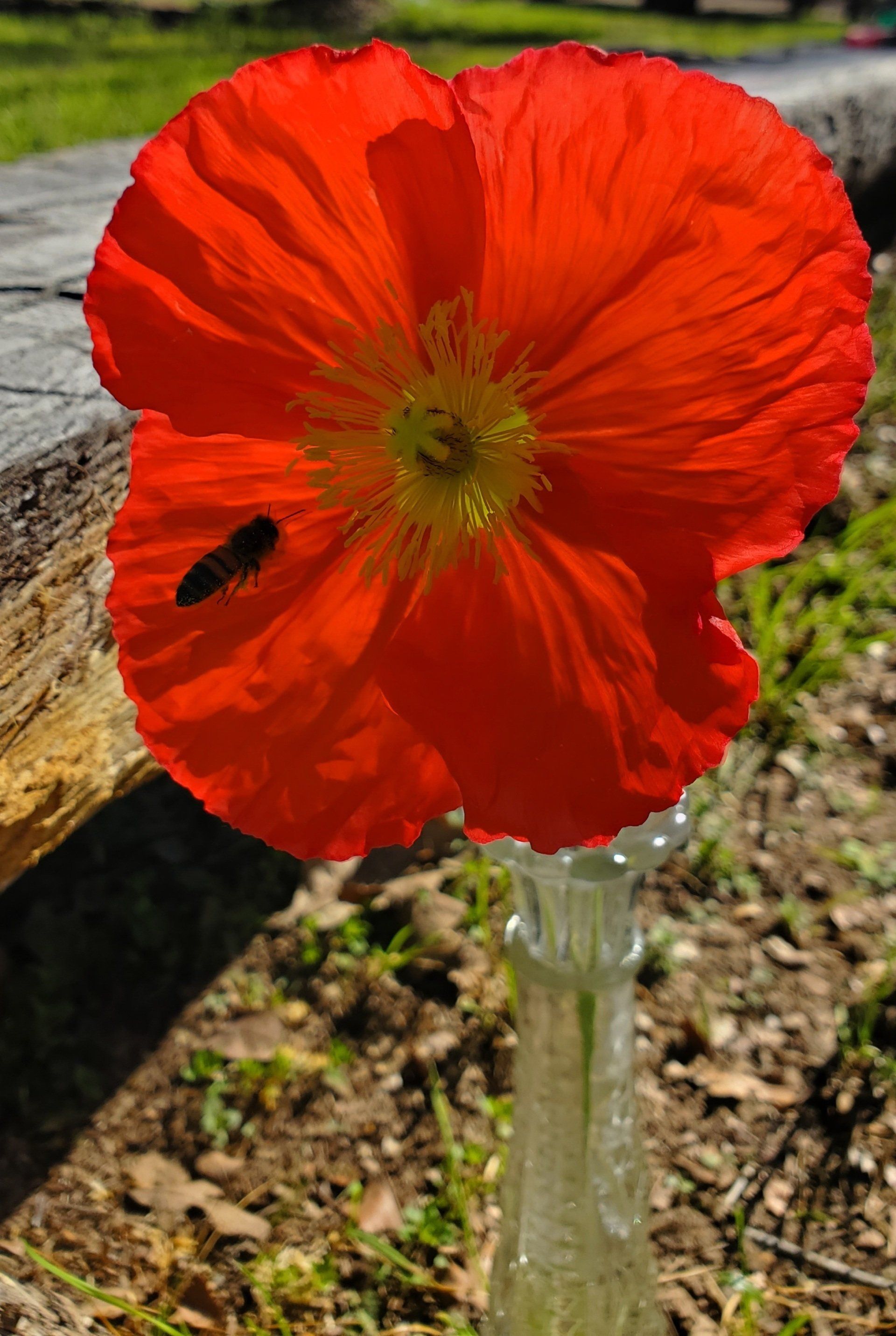 A close up of a red flower in a vase with a bee on it.