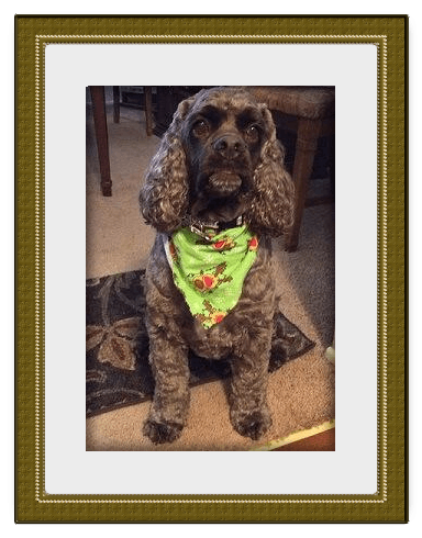 Dog wearing a green bandana with red designs, sitting on a patterned rug; framed.