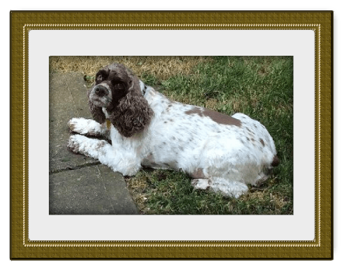 Dog with brown and white spots, lying on grass, framed in gold.