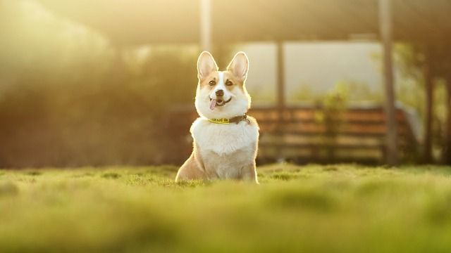 Corgi dog sitting in grass, looking forward with a happy expression; golden sunlight.