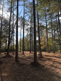 Sunlight filters through a pine forest with a leaf-covered floor under a clear blue sky.