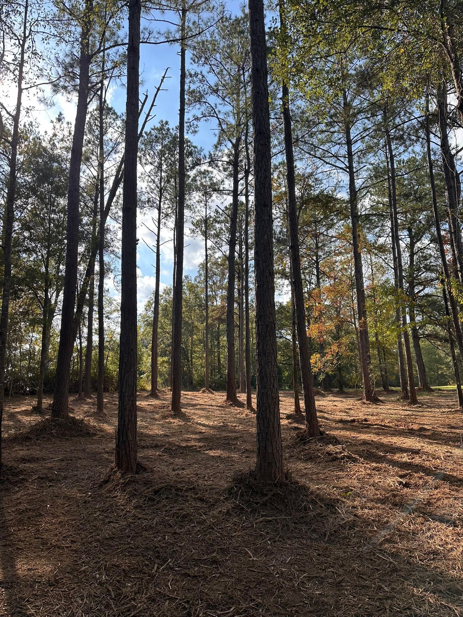 A sunny forest scene featuring tall pine trees standing over a ground covered in dry, brown leaves.