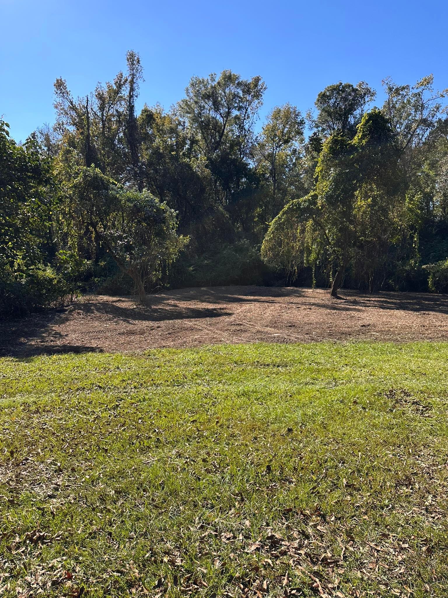 A sunny, grassy lawn leads to a patch of dark mulch in front of a dense line of green trees against a clear blue sky.