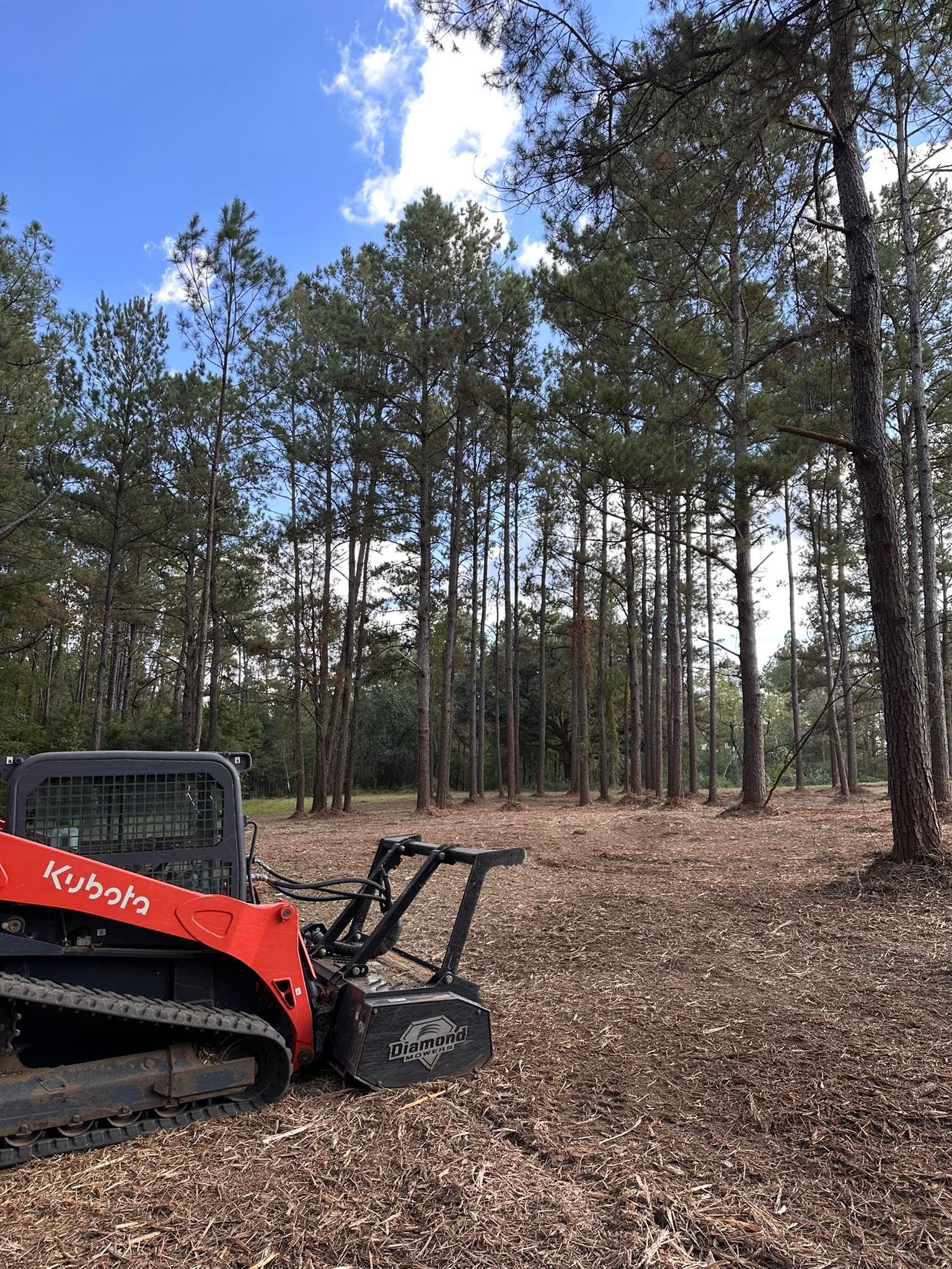 A red Kubota skid steer with a forestry mulcher attachment parked on a leaf-covered forest floor among tall pine trees.