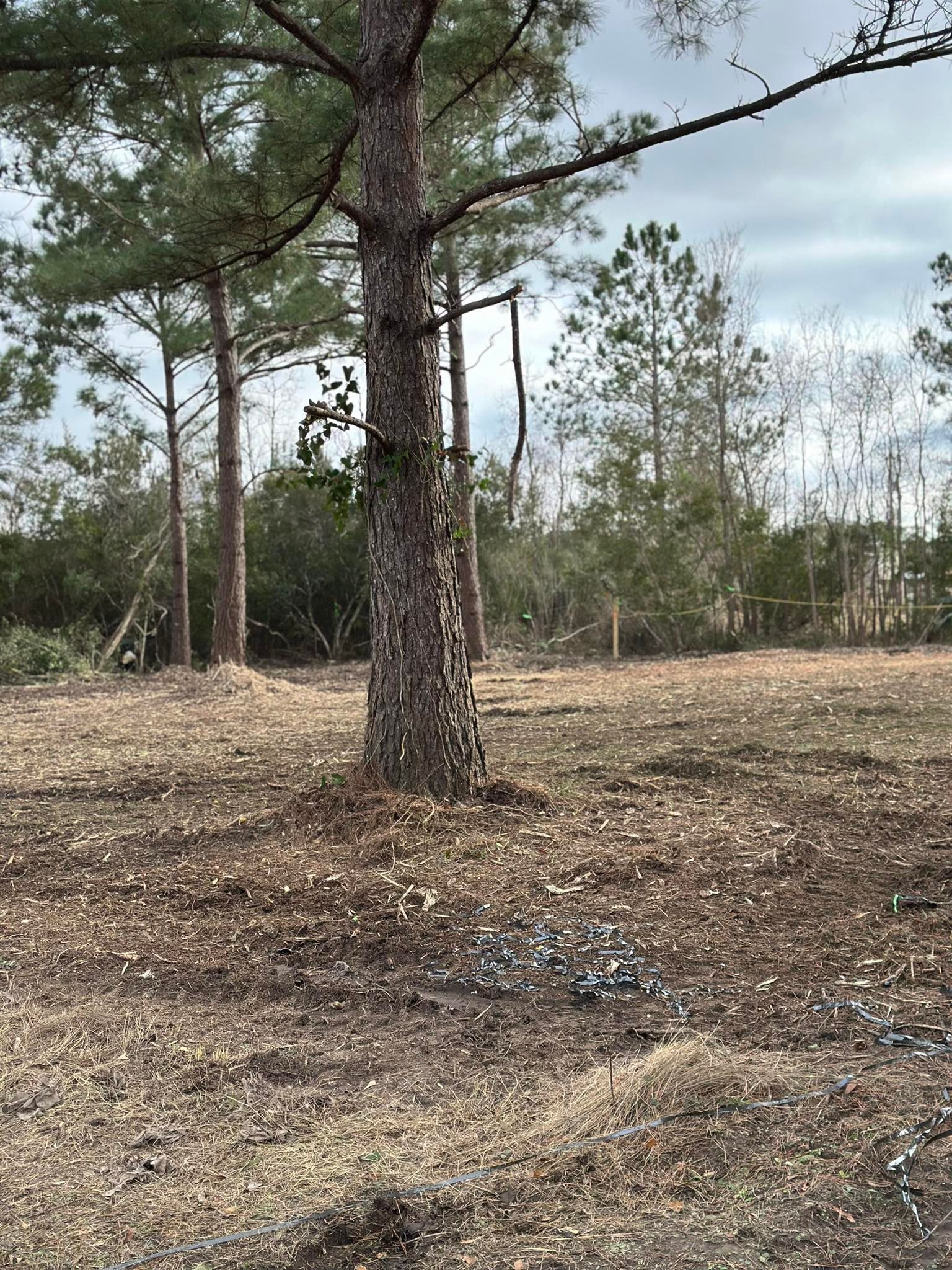 A pine tree stands in a clearing covered with brown wood mulch under a cloudy sky.