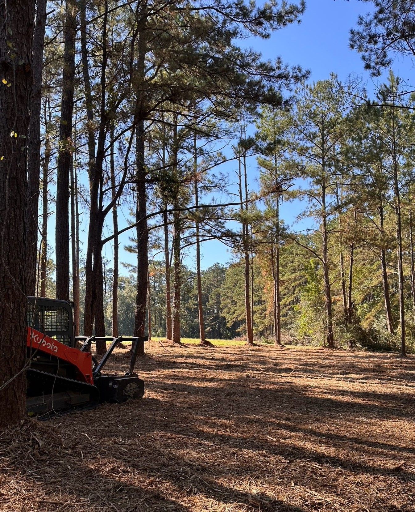 A bright orange skid steer parked in a sunny, wooded area with fallen leaves covering the ground.