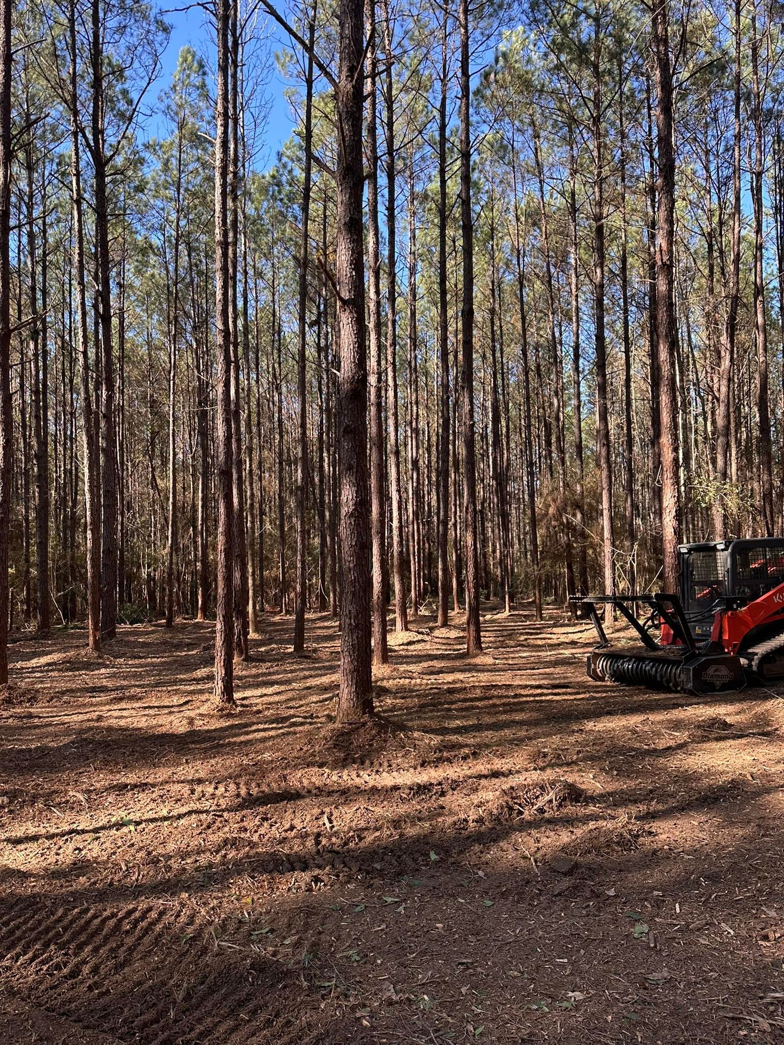A red forestry mulcher operates in a pine forest, clearing brush and undergrowth from the ground.