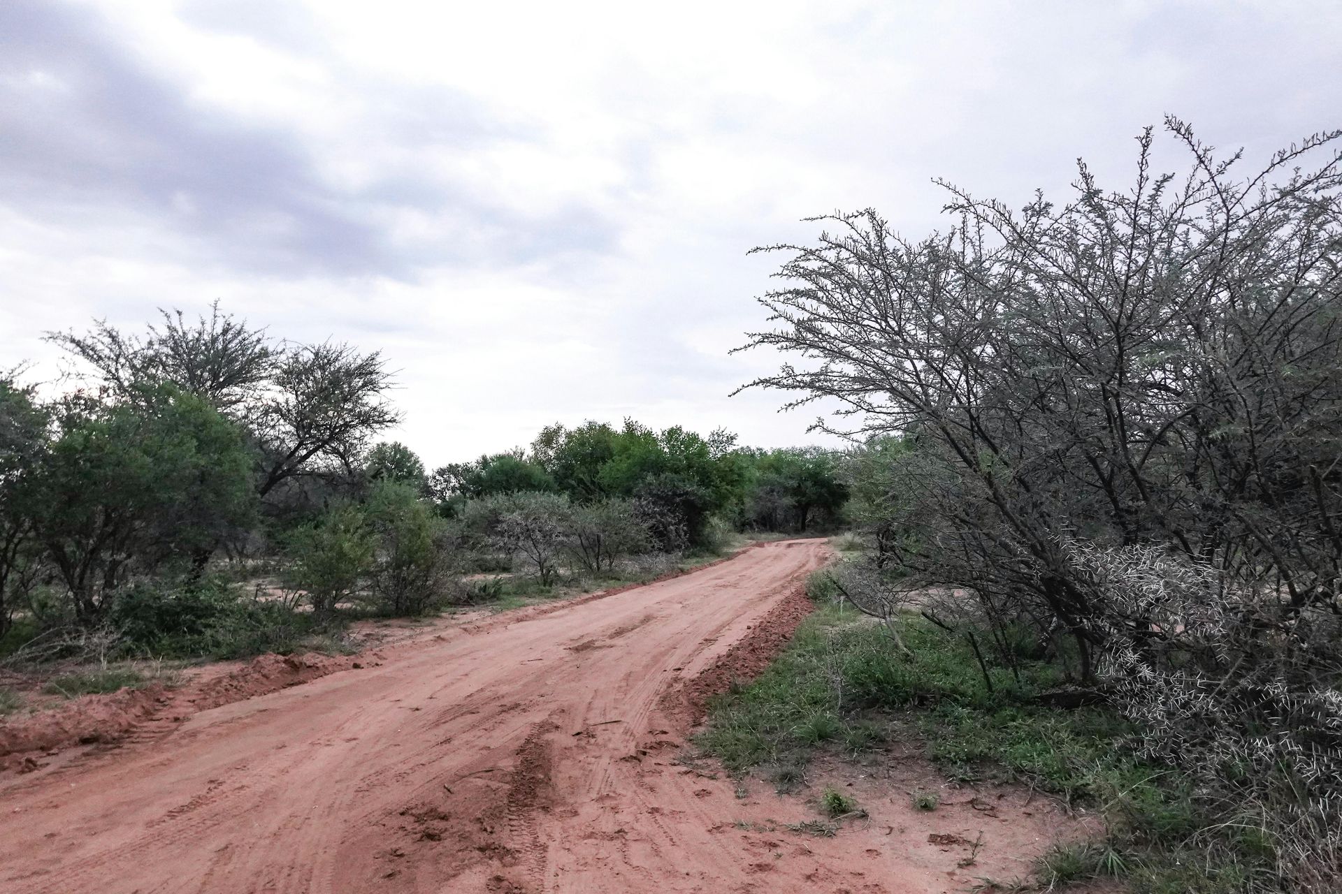 Dirt road winding through sparse green shrubs under a cloudy sky
