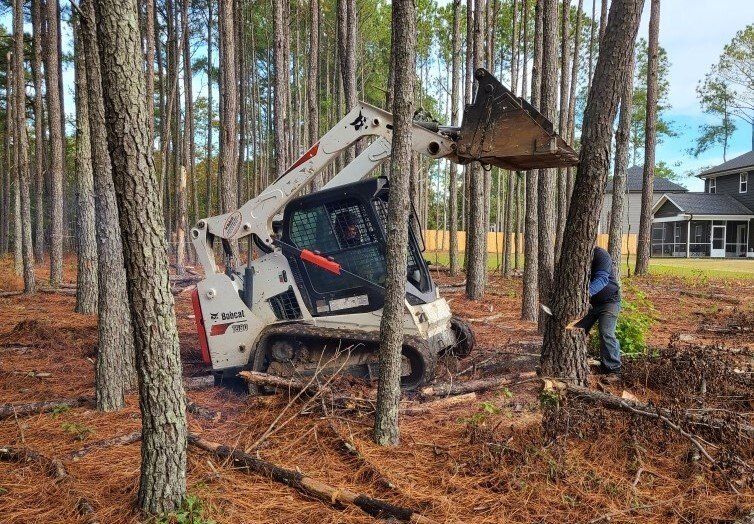 Tree Removal Cary, NC