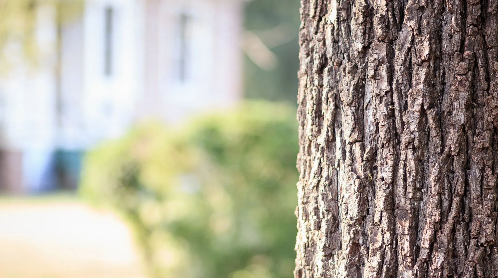 Tree Trunk in Garner, NC