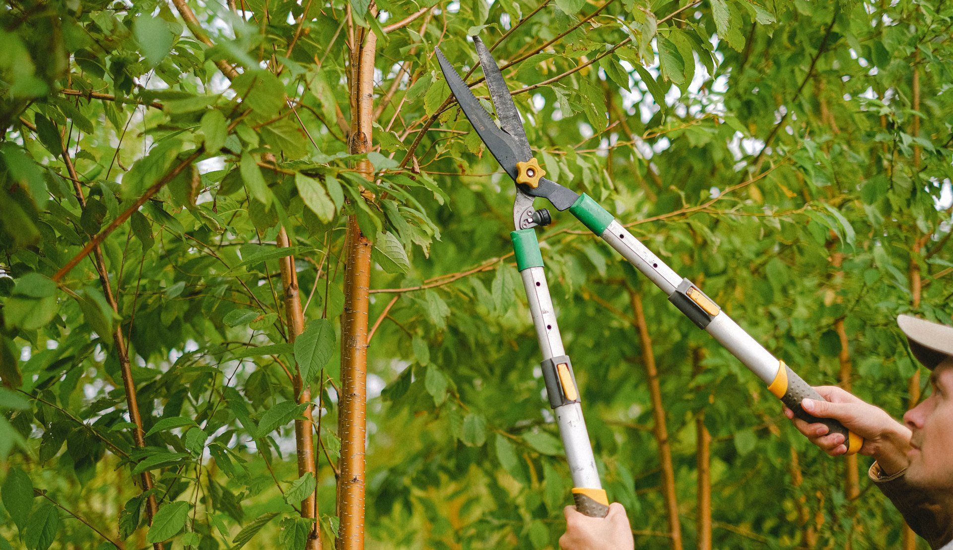 Tree Trimming Specialist in Holly Springs, NC