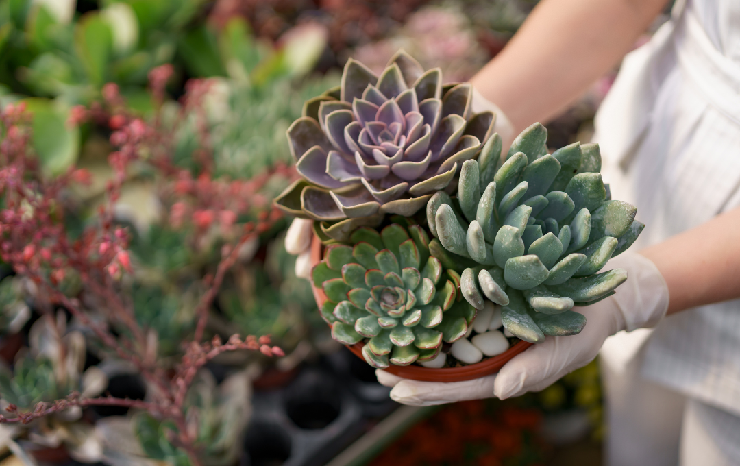 A person is holding a potted non-allergenic plant in their hands.
