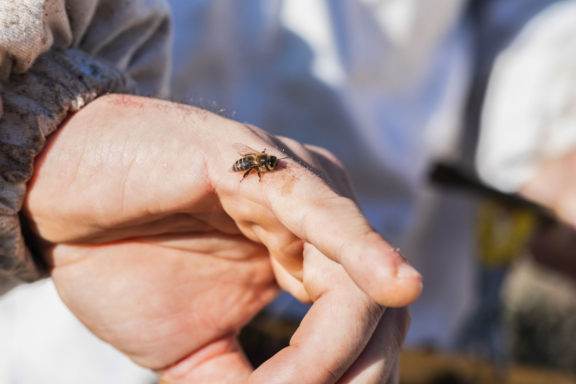 stinging insect allergy