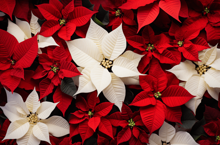 red and white poinsettias