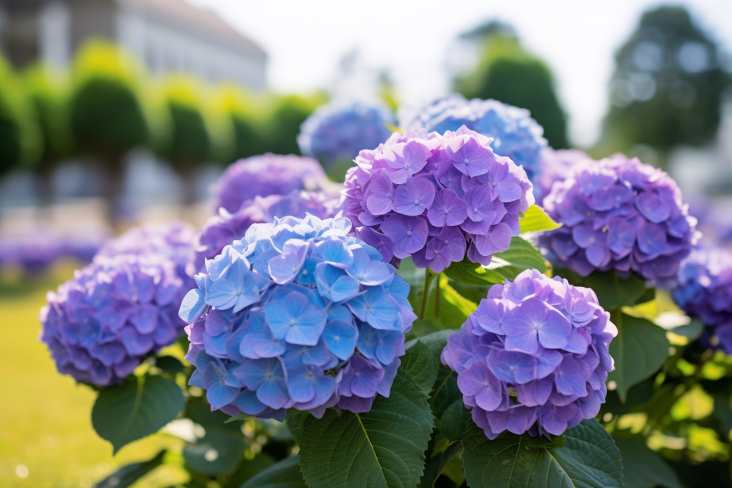 hydrangeas