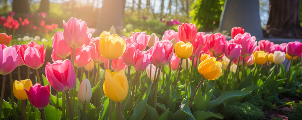 tulips