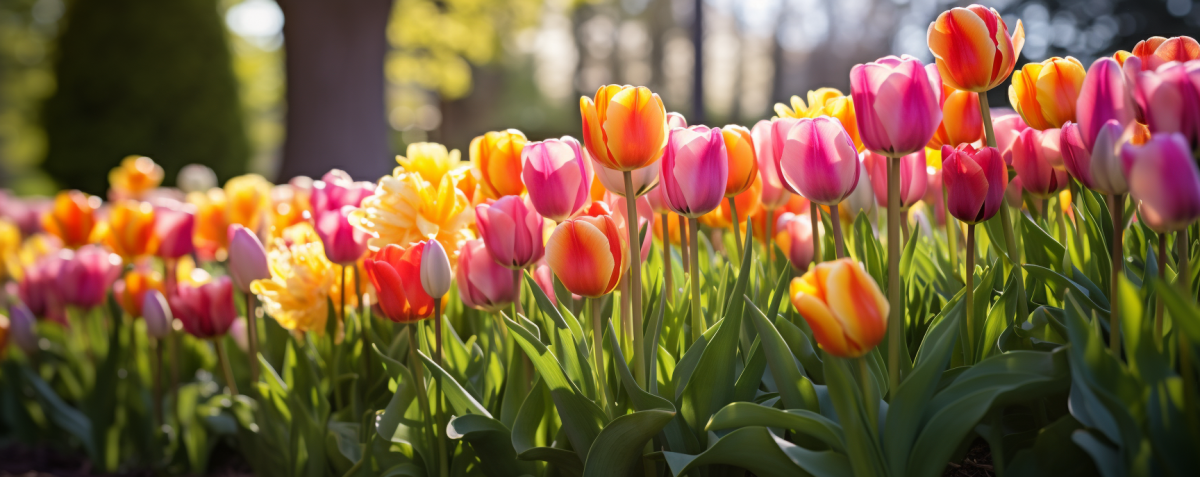 tulips in the garden