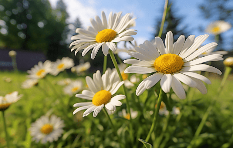 growing daisies