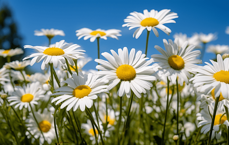daisies