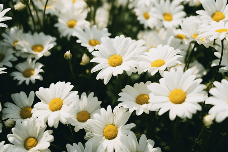 Daisies