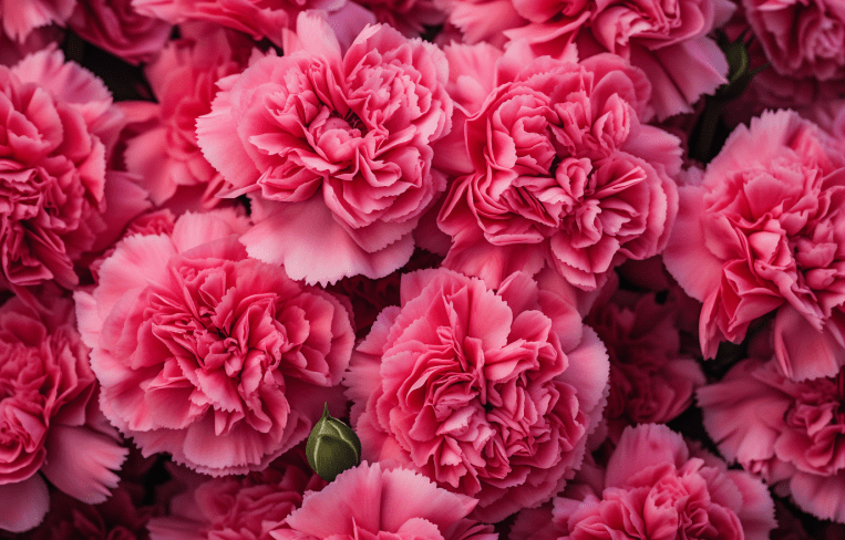 Carnations 