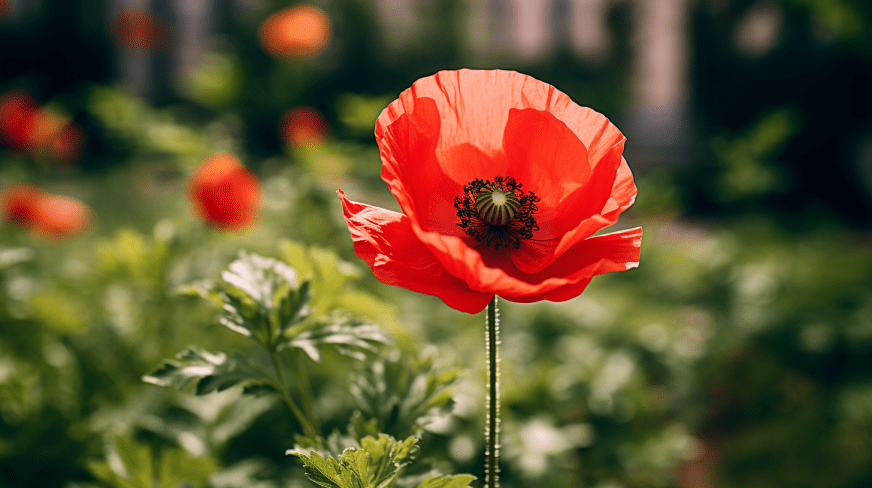 Anzac Day Poppy Flowers: Meaning of the Red Poppy 