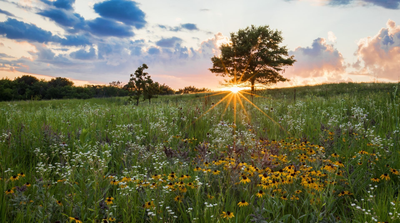 a cactus is standing in the middle of a desert at sunset .