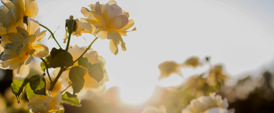 cotton plants are growing in a field with mountains in the background .