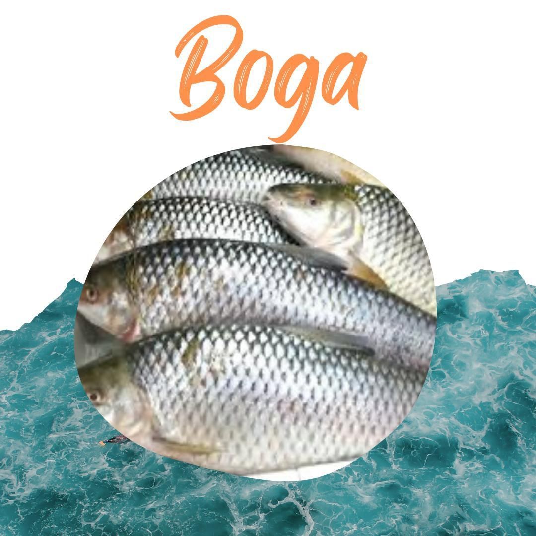 Un grupo de peces en un círculo con la palabra boga encima de ellos.