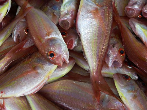 Un montón de peces rojos y amarillos con ojos rojos.