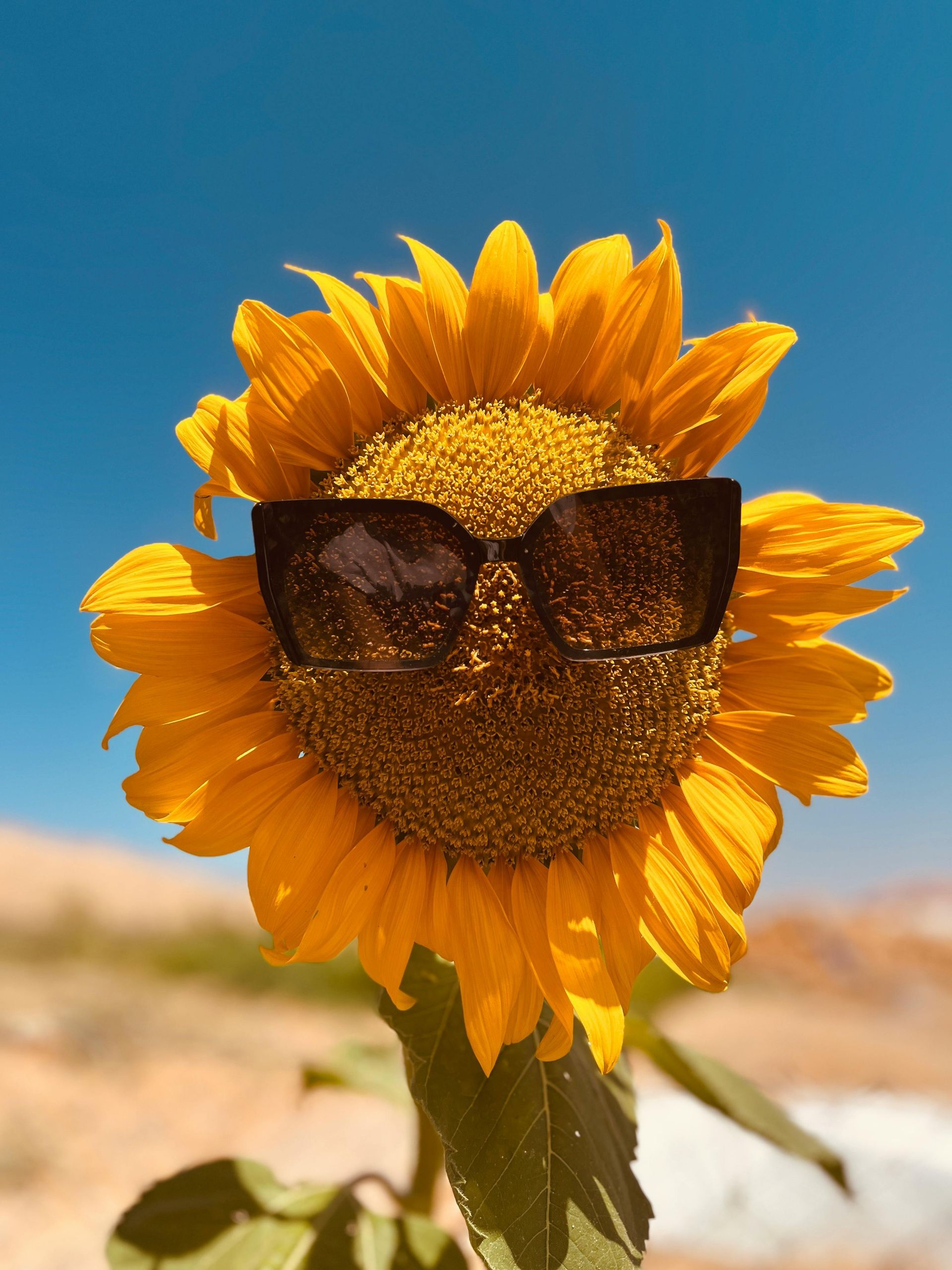 fleur avec des lunettes de soleil