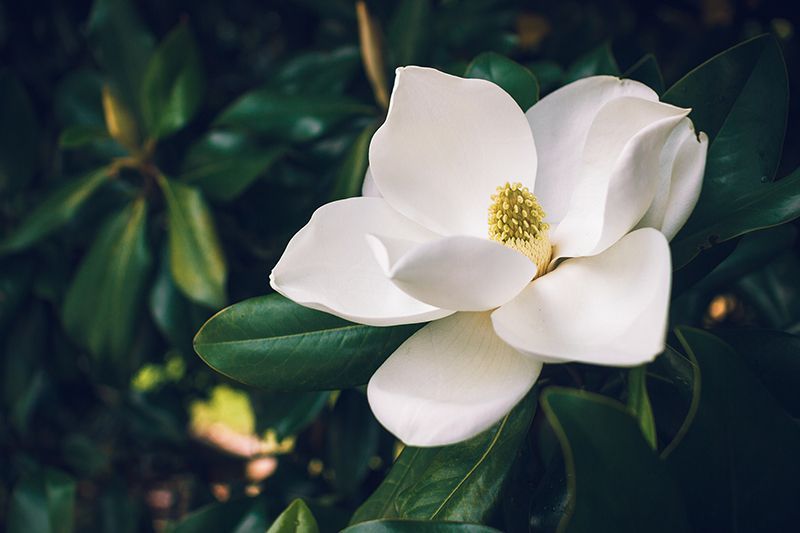 a bunch of white roses are growing on a tree .