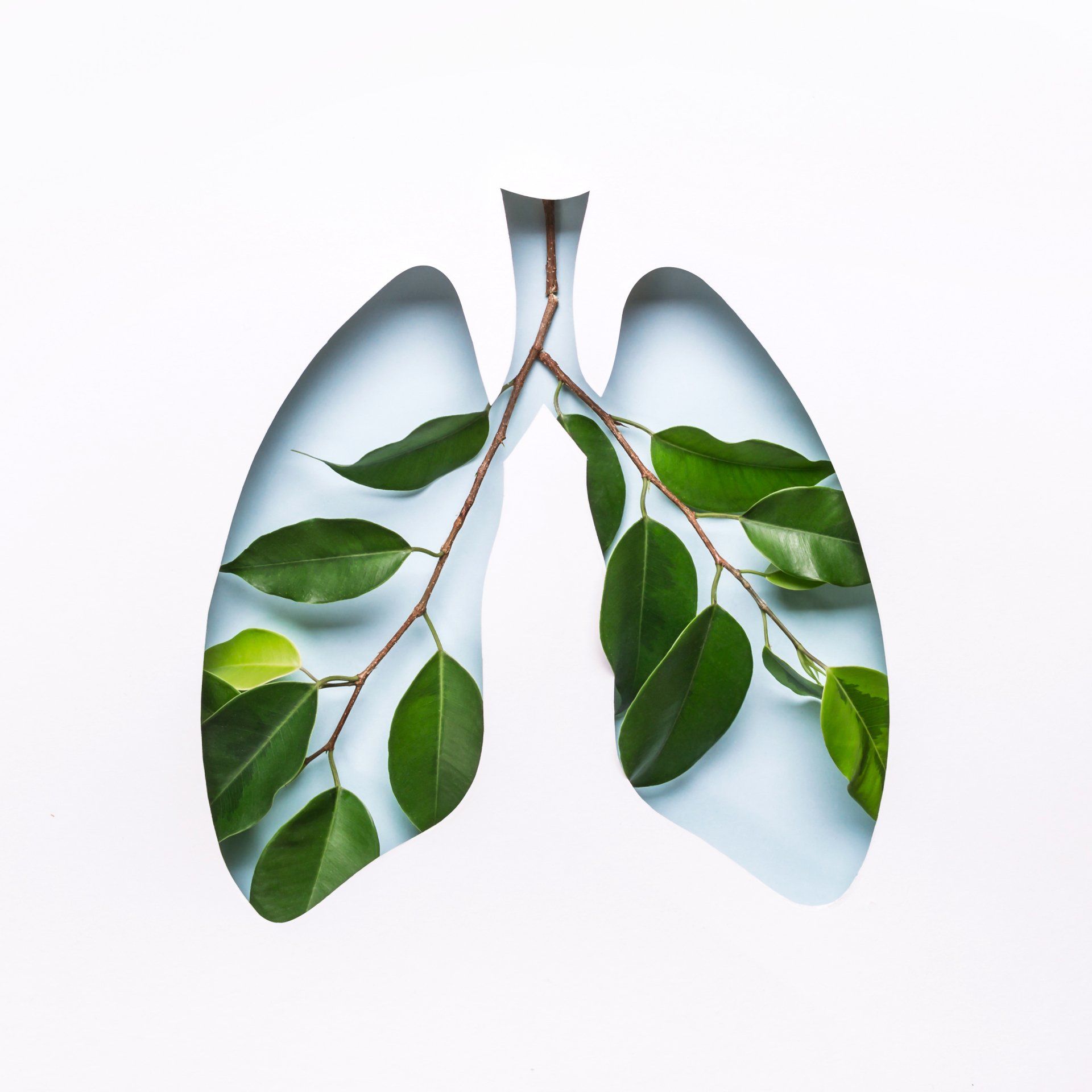 illustration of transparent lungs with leaves inside