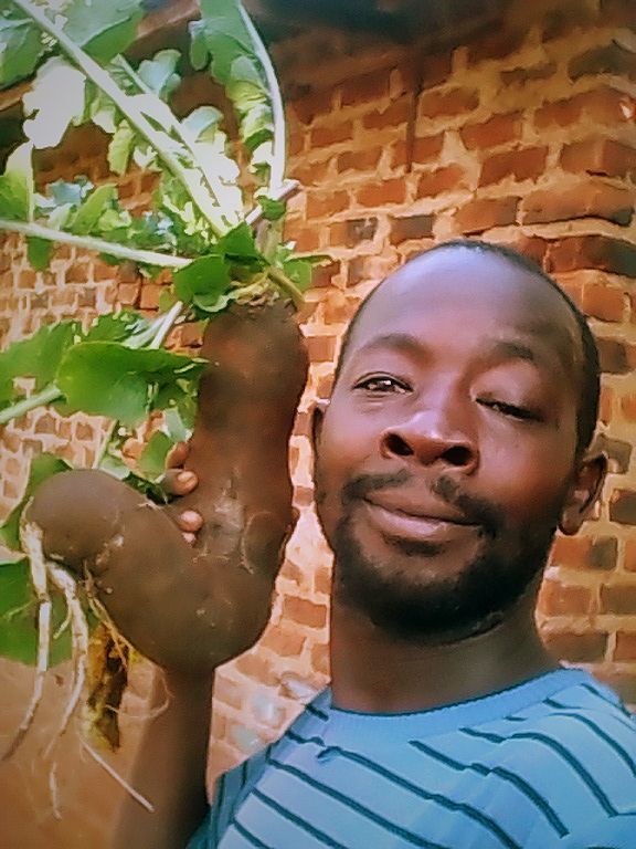 De oogst is overvloedig