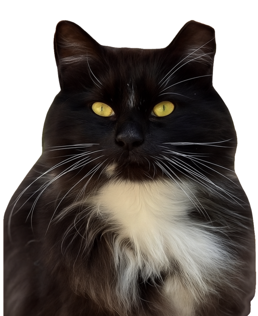 Black and white cat with yellow eyes, looking forward.